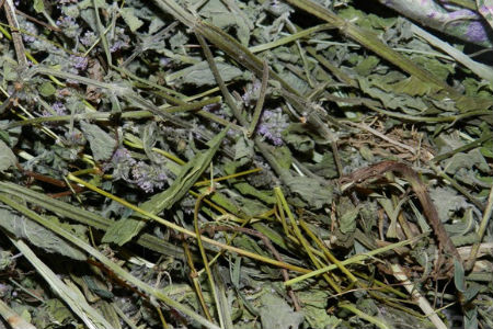 Пять учеников школы под Иркутском отравились травяной смесью