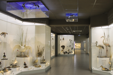 Новосибирский краеведческий музей открыл обновленные экспозиции с животными, птицами и цифровыми мышами (фото)