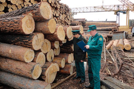 Бизнесмен не доплатил свыше 100 млн рублей, экспортируя лес из Сибири в КНР