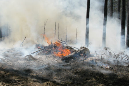 МЧС предупредило новосибирцев о пожароопасности, а омичей — о грозах