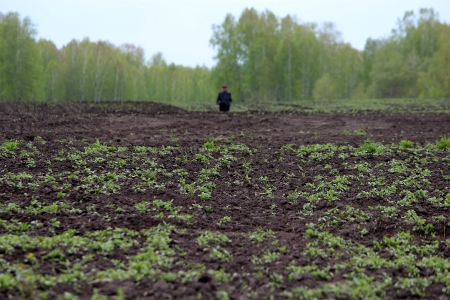 Минсельхоз Новосибирской области отчитался о завершении посевной