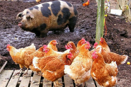 Новосибирская область поддержит производителей свинины и мяса птицы 