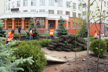 Новые голубые ели взамен вырубленных высаживают у здания ЗСЖД в Новосибирске (фото)