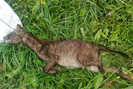 Белорусские фермеры застрелили чупакабру, убивавшую сибирский скот