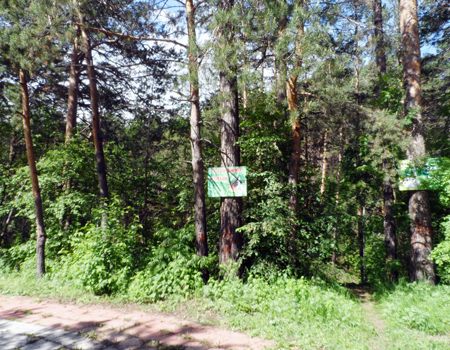 Новосибирское правительство намерено вернуть земли дендропарка, отданные под застройку 5 лет назад