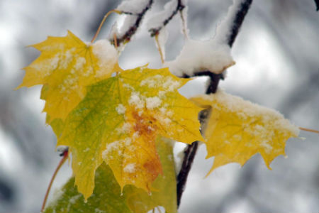 Первый снег в Новосибирской области ожидается в сентябре