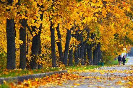 Первый день октября в Новосибирской области будет теплым 