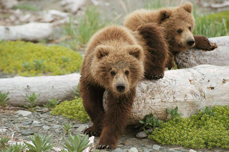Чиновники опровергли слух о движении 600 медведей из Красноярского края в Иркутскую область