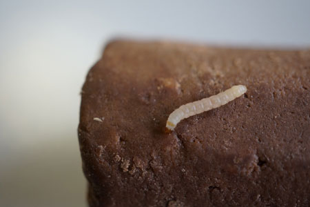 Новосибирцы нашли гусениц индийской моли в конфетах для диабетиков