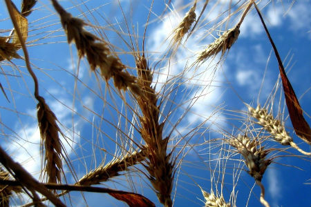 Томская область завершила уборку зерновых, намолотив вдвое больше зерна, чем в 2012 году 