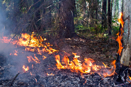 Тувинские трактористы нечаянно сожгли вместо соломы лес на 500 тыс. рублей