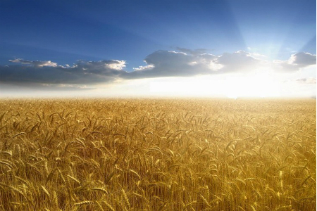 Президент НСЗ: «Момент для увеличения производства зерна может быть упущен»
