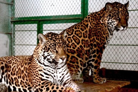 Ягуары из Новосибирска загрызли медвежонка на глазах у детей в зоопарке Караганды