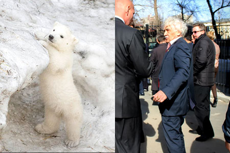 Белую медведицу в Новосибирске назвали в честь директора зоопарка (фото)