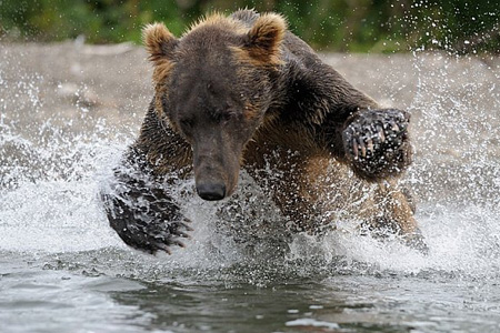 Иркутские полицейские ищут в тайге медведя и человека, на которого он напал