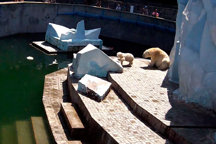Онлайн с белыми медведями из Новосибирского зоопарка набрал миллион просмотров за месяц