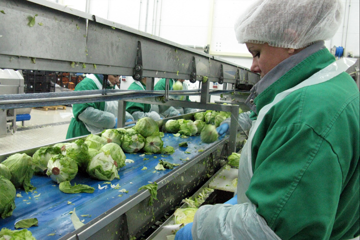 «Белая Дача» инвестирует 250 млн рублей в производство овощей под Новосибирском 