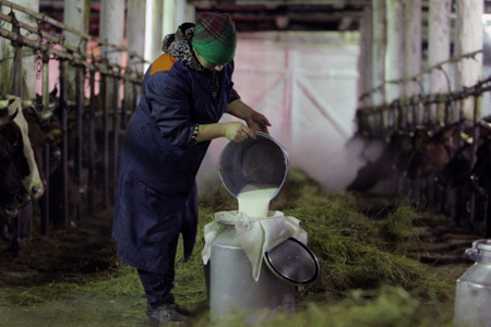 Семь алтайских скупщиков молока подозреваются в ценовом сговоре