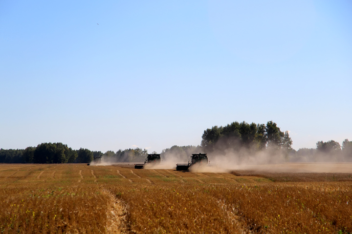 2,2 млн тонн зерновых планируют собрать в Новосибирской области