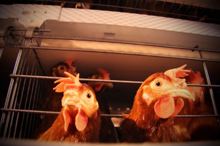 Новосибирское УФАС проверит цены на курятину в «Холидее» и «Сибириаде»
