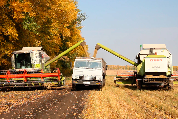 Около половины собранного в Новосибирской области зерна будет направлено на продажу