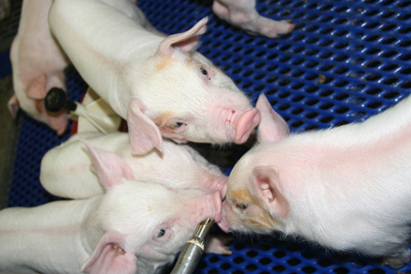 ФАС уличила «Сибирскую аграрную группу» в завышении стоимости свинины в Томской области