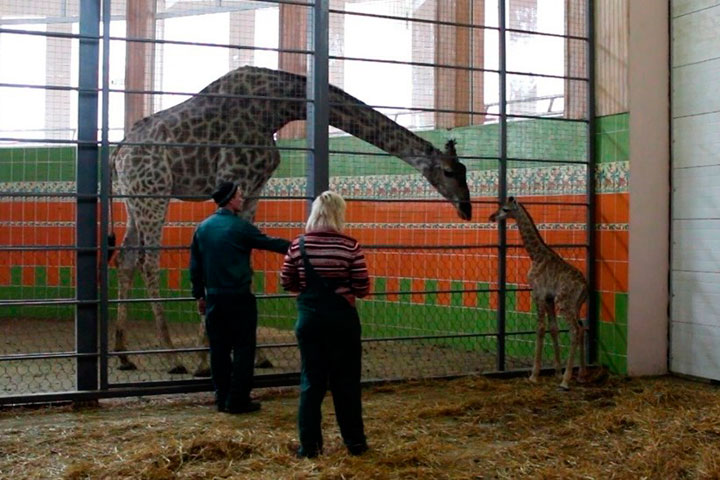 «Роев ручей» опубликовал видеозапись первых родов жирафа на территории Сибири