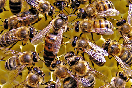 Более миллиона пчел погибли при пожаре в томском селе Могильный мыс