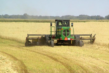 Алтайские предприятия будут закупать зерно в соседних регионах из-за неурожая