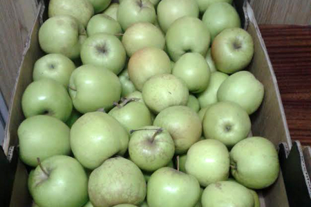 Россельхознадзор не пустил в Новосибирскую область польские яблоки