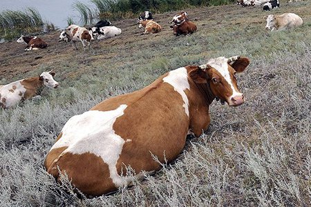 Новосибирские производители молока и мяса повысили цены почти в полтора раза