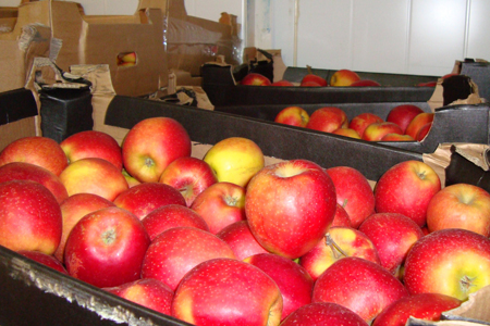 Санкционные яблоки из Польши изъяты на красноярском рынке