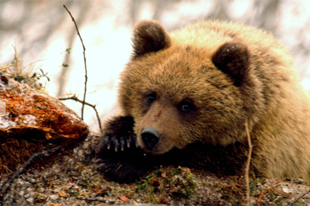 Машинист и его помощник уволены в Норильске за попытку сбить медведя на поезде 