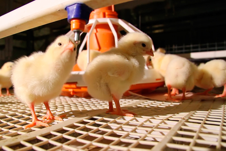 Пожар произошел на птицефабрике под Новосибирском: погибли 12 тысяч цыплят 