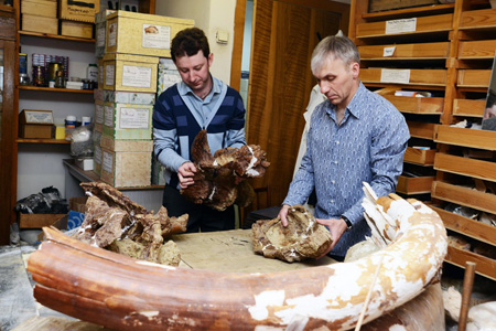Томские ученые извлекли из песчаника останки динозавра, которому 100 млн лет 