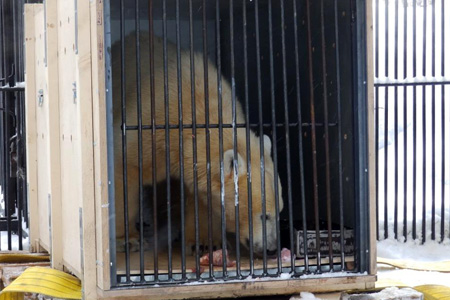 Медвежонка Шилку отправили из новосибирского зоопарка в Японию 