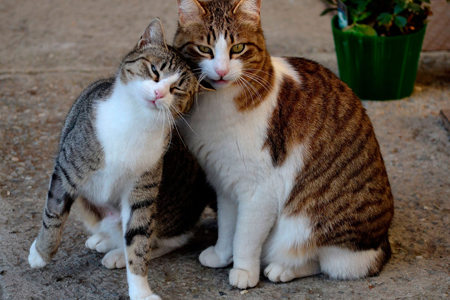 Кота заподозрили в мошенничестве за то, что не оплодотворил кузбасскую кошку 