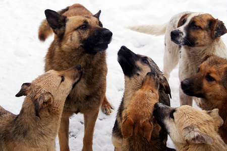 Стая бродячих собак насмерть загрызла бомжа в Барнауле 