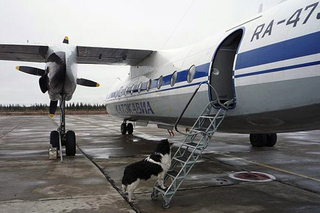 Пьяная пассажирка самолета избила и обматерила полицейских в Новосибирске 
