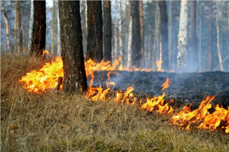 Пожары в Забайкалье снова перекинулись на жилые дома