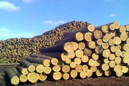 Торговцы лесом украли 100 млн через новосибирских налоговиков — прокуратура