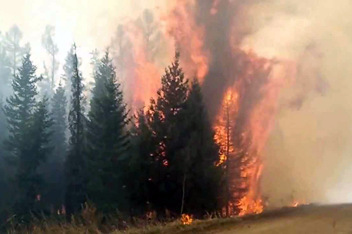 Почти 50 тыс. га леса горит в регионах Сибири