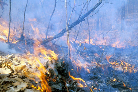 Новосибирцы оштрафованы на 900 тыс. за лесные пожары
