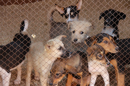 Три тысячи бездомных собак уничтожили в Бурятии за счет бюджета