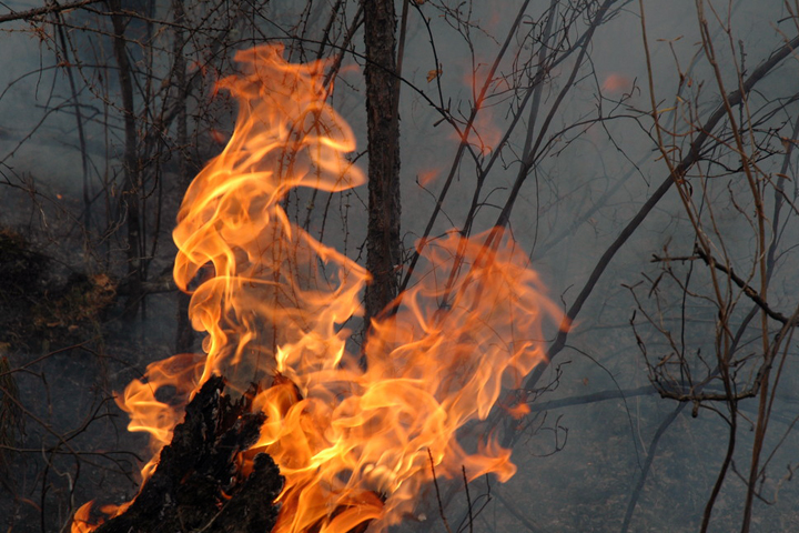 Более 70 тыс. га леса горит на территории Бурятии