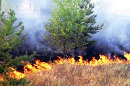 Лесные пожары возобновились в Красноярском крае и на Алтае