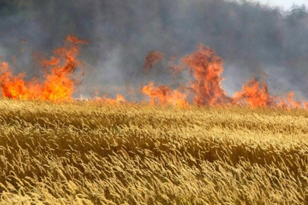 Пшеничное поле сгорело в Новосибирской области 