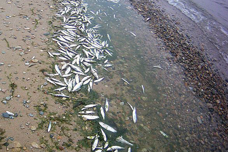 Байкальская рыба погибла в августе из-за асфиксии — эксперты