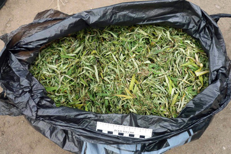Молодой новосибирец собрал 2 кг марихуаны на пустыре