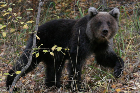 Медведь напал на иркутскую пенсионерку, женщина госпитализирована 